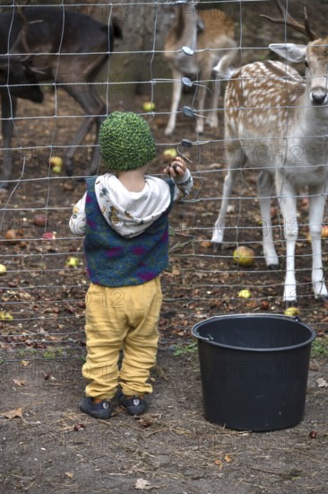 Young boy throws chestnuts into the dam deer (Dama dama) game reserve, Mecklenburg-Western Pomerania, Germany