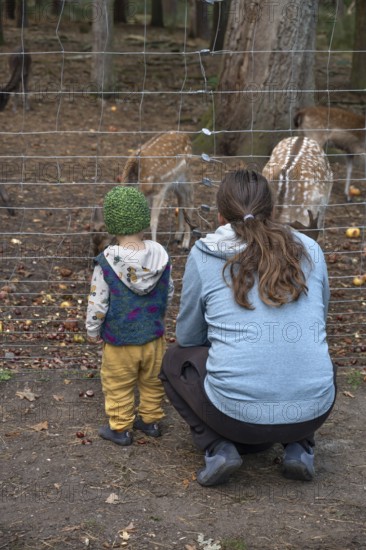 Father and son, two years old, look at the dam deer (Dama dama) in the forest enclosure, Mecklenburg-Western Pomerania, Germany