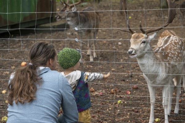 Father and son, two years old, look at the dam deer (Dama dama) in the forest enclosure, Mecklenburg-Western Pomerania, Germany