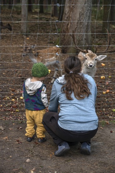 Father and son, two years old, look at the dam deer (Dama dama) in the forest enclosure, Mecklenburg-Western Pomerania, Germany