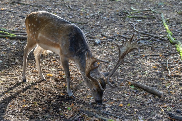 Fallow deer (Dama dama) in an outdoor enclosure in the forest, Mecklenburg-Western Pomerania, Germany