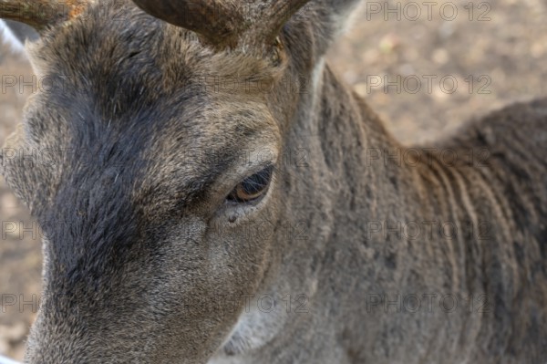 Eye of a fallow deer (Dama dama) close up, in an outdoor enclosure in the forest, Mecklenburg-Western Pomerania, Germany