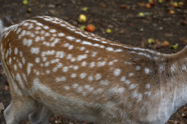 Fallow deer (Dama dama) fur in an outdoor enclosure in the forest, Mecklenburg-Western Pomerania, Germany