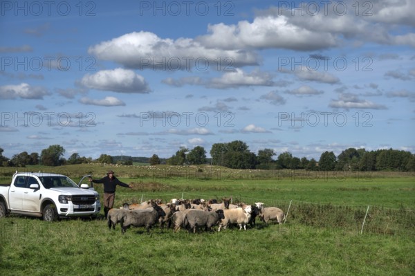 Shepherd brings his sheep together, Othenstorf, Mecklenburg-Western Pomerania, Germany