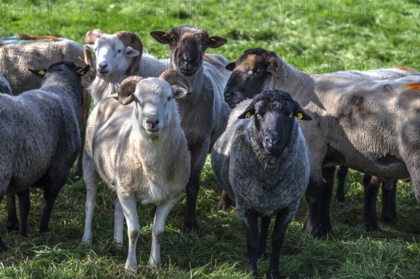 Various sheep breeds (Ovis gmelini) left a rough woolly country sheep, next to it a grey-horned heather and behind it black-headed sheep in the pasture, Othenstorf, Mecklenburg-Western Pomerania, Germany