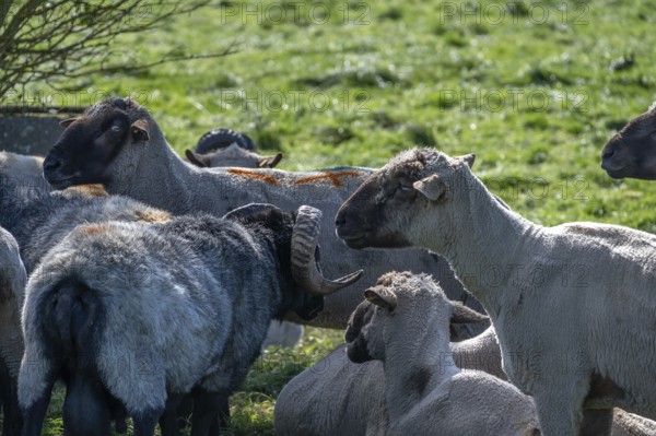 Different sheep breeds (Ovis gmelini) a grey-horned heather and on the left black-headed sheep in the pasture, Othenstorf, Mecklenburg-Western Pomerania, Germany