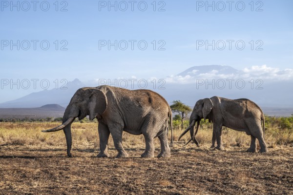 African elephant (Loxodonta africana) in picturesque landscape with the summit of Mount Kilimanjaro, the famous Super Tusker elephant Craig and Pascal, old male with long tusks, in atmospheric evening light, Kajiado County, Kenya