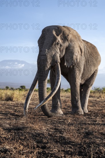 African elephant (Loxodonta africana) in picturesque landscape with the summit of Mount Kilimanjaro, the famous Super Tusker elephant Craig, old male with long tusks, in atmospheric evening light, Kajiado County, Kenya