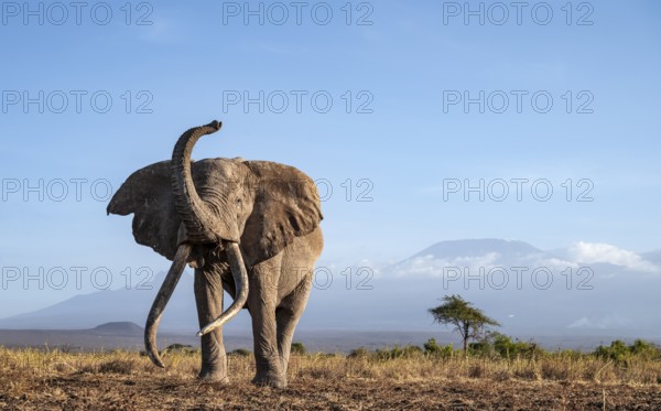 African elephant (Loxodonta africana) with raised trunk, in picturesque landscape with the summit of Mount Kilimanjaro, the famous Super Tusker elephant Craig, old male with long tusks, in atmospheric evening light, Kajiado County, Kenya