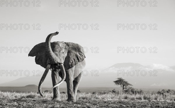 Black and white, African elephant (Loxodonta africana) with raised trunk, in picturesque landscape with the summit of Mount Kilimanjaro, the famous Super Tusker elephant Craig, old male with long tusks, in atmospheric evening light, Kajiado County, Kenya