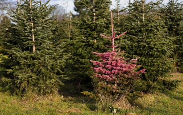 Protest action, protest against Christmas tree sales, Christmas tree, fir tree in plantation, was pink, sprayed with paint, Stuttgart, Baden-Württemberg, Germany