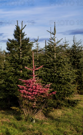Protest action, protest against Christmas tree sales, Christmas tree, fir tree in plantation, was pink, sprayed with paint, Stuttgart, Baden-Württemberg, Germany