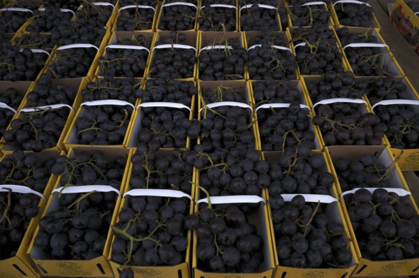 Red Lavallée table grapes are available for sale, sales stand, market, Stuttgart, Baden-Württemberg, Germany