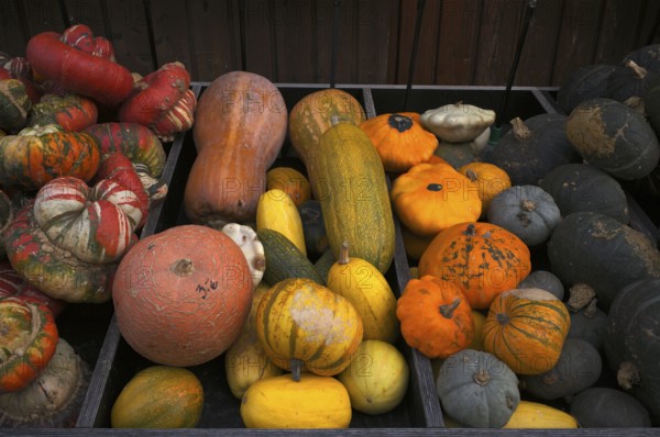 Various types of pumpkins are available for sale, sales stand, market, Stuttgart, Baden-Württemberg, Germany