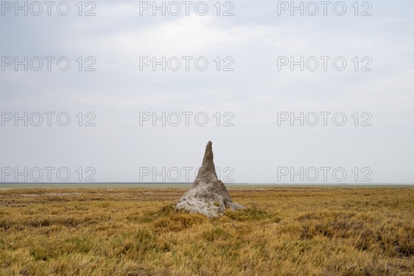 Termite hill, Etosha National Park, Namibia