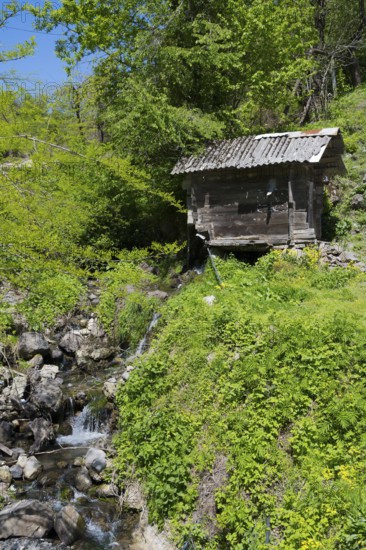 A small stream flows next to a wooden hut, which stands amidst lush green vegetation, old Adjarian watermill near Khulo, Chulo, Autonomous Republic of Adjara, Adjaria, Lesser Caucasus, Georgia