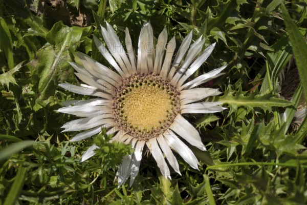 Flower of silver thistle (Carlina acaulis), boar root, Brauneck, Bavarian Prealps, Isarwinkel, Lenggries, Upper Bavaria, Bavaria, Germany