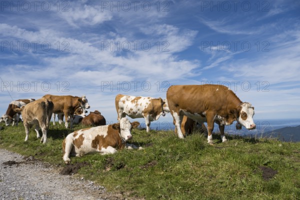 Herd of cows on the Brauneck meadow, Bavarian Prealps, Isarwinkel, Lenggries, Upper Bavaria, Bavaria, Germany