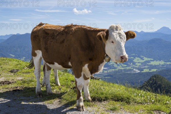 Cow standing in the Brauneck meadow, Bavarian Prealps, Isarwinkel, Lenggries, Upper Bavaria, Bavaria, Germany