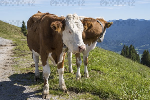 Cows on the Brauneck meadow, Bavarian Prealps, Isarwinkel, Lenggries, Upper Bavaria, Bavaria, Germany