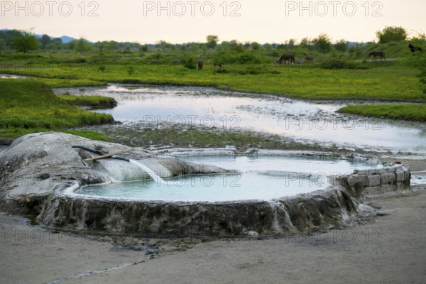 Hot spring pool in nature with horses in the background and a gentle evening light, springs of Amaghleba, Dikhashkho Sulfur Geyser, hot sulfur springs of Wani, Vani, Rioni River, Imereti region, Georgia