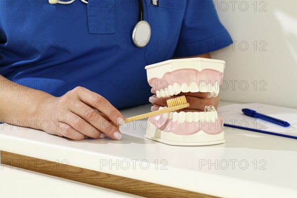 A dentist in a blue uniform demonstrates the correct technique of brushing teeth, on a model, in a clinical setting