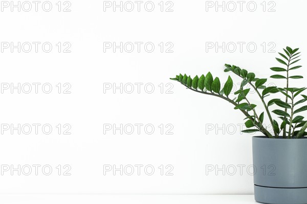 A lush indoor plant with striking green leaves is placed in a sleek gray pot. This arrangement creates a beautiful contrast against the blank white wall behind it