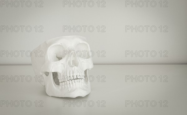 A white skull model is resting on a simple table surface in a bright, neutral room. The setting highlights the details of the skull, showcasing its structure vividly