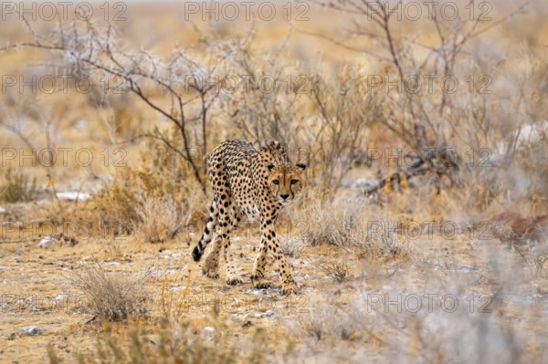 Cheetah (Acinonyx jubatus) runs in dry savanna, Etosha National Park, Namibia
