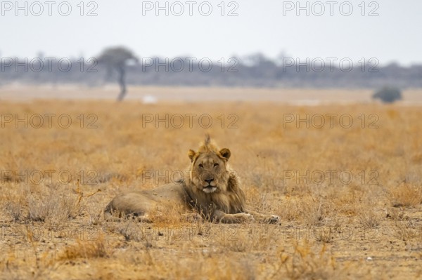 Male lion, Etosha National Park, Namibia