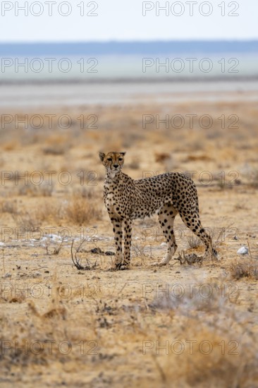 Cheetah (Acinonyx jubatus) runs in dry savanna, Etosha National Park, Namibia