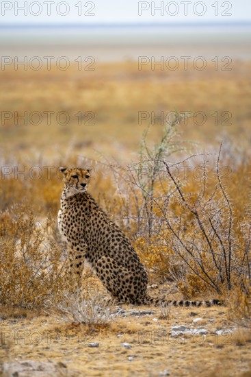 Cheetah (Acinonyx jubatus) sits in dry savanna, Etosha National Park, Namibia