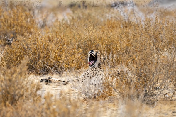 Cheetah (Acinonyx jubatus) yawns and shows teeth, dry savanna, Etosha National Park, Namibia