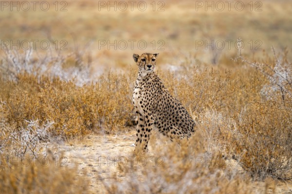 Cheetah (Acinonyx jubatus) sits in dry savanna and keeps an eye out, Etosha National Park, Namibia