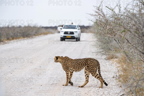Cheetah (Acinonyx jubatus) crosses road, safari car, Etosha National Park, Namibia