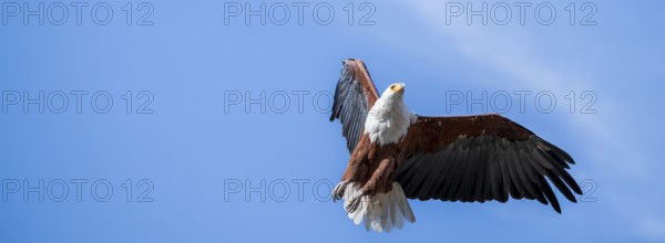 African fish eagle (Icthyophaga vocifer) flying, Ihaha, Chobe National Park National Park, Botswana