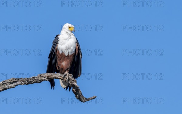 African fish eagle (Icthyophaga vocifer) sitting on dry tree, Ihaha, Chobe National Park National Park, Botswana