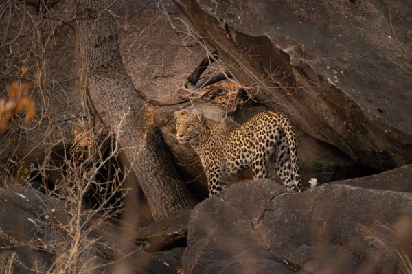 Female, leopard (Panthera pardus) in rocks, Savuti, Chobe National Park, Botswana