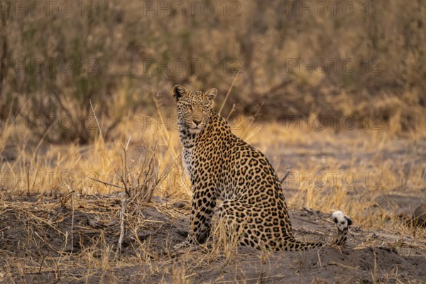 Female, leopard (Panthera pardus) sitting, dry grass, Savuti, Chobe National Park National Park, Botswana
