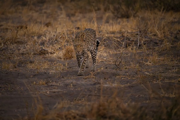 Female, leopard (Panthera pardus) snorting, dry grass, Savuti, Chobe National Park National Park, Botswana