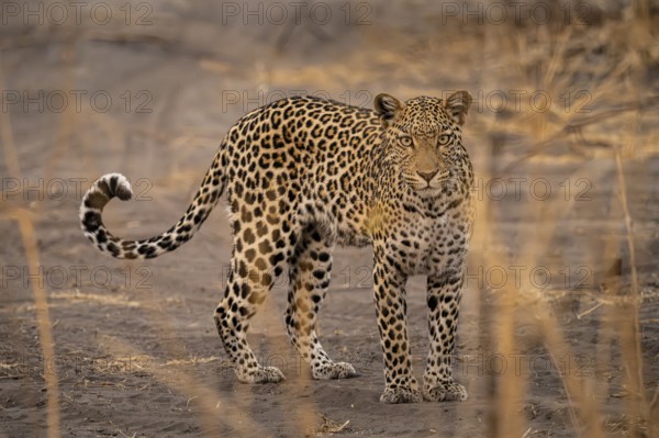 Female, leopard (Panthera pardus) looking through dry grass, Savuti, Chobe National Park National Park, Botswana