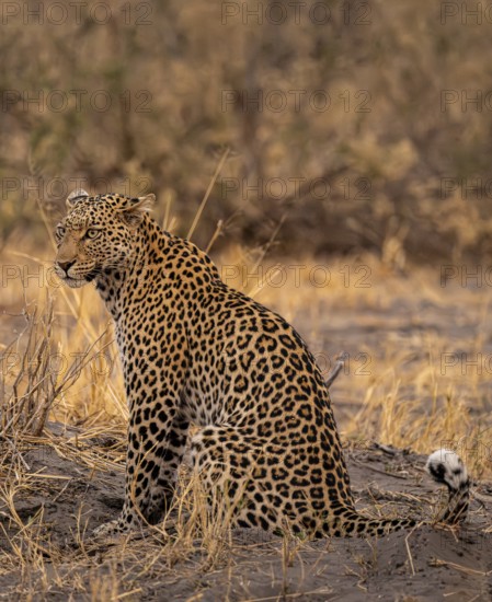 Female, leopard (Panthera pardus) sitting, dry grass, Savuti, Chobe National Park National Park, Botswana