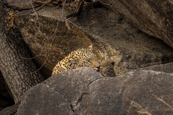 Female with young animal, leopard (Panthera pardus), Savuti, Chobe National Park National Park, Botswana