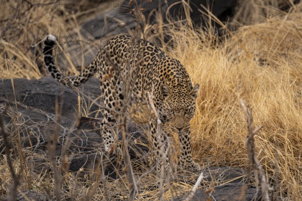 Female, leopard (Panthera pardus) sneaks through rocks, Savuti, Chobe National Park National Park, Botswana