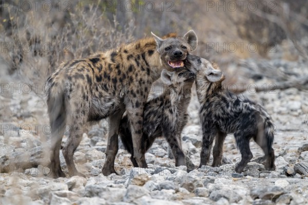 Spotted hyena or spotted hyena (Crocuta crocuta) with two young animals, Etosha National Park, Namibia