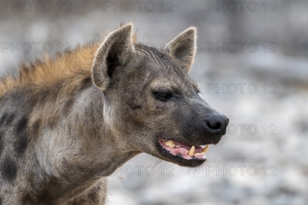 Spotted hyena or spotted hyena (Crocuta crocuta), Etosha National Park, Namibia