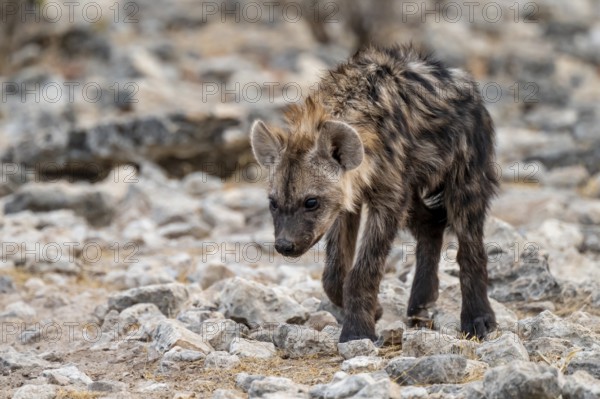 Spotted hyena or spotted hyena (Crocuta crocuta), young animal, Etosha National Park, Namibia
