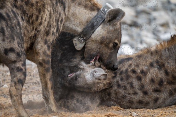 Spotted hyena or spotted hyena (Crocuta crocuta) with young and sending collar, Etosha National Park, Namibia