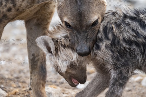 Spotted hyena or spotted hyena (Crocuta crocuta) bears juvenile on its neck, Etosha National Park, Namibia