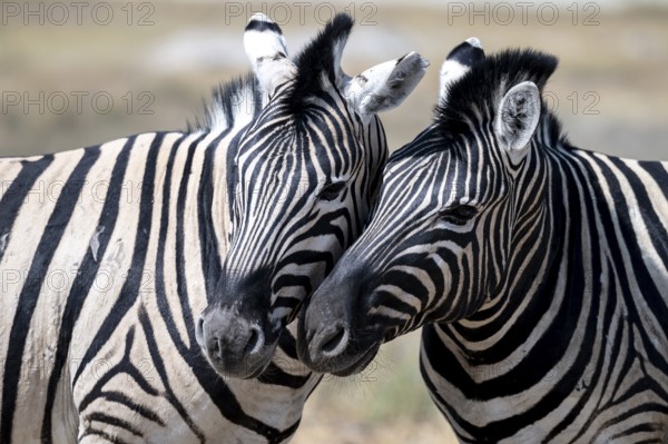 Burchell's zebra (Equus quagga burchellii), animal portrait, two cuddles, Etosha National Park, Namibia